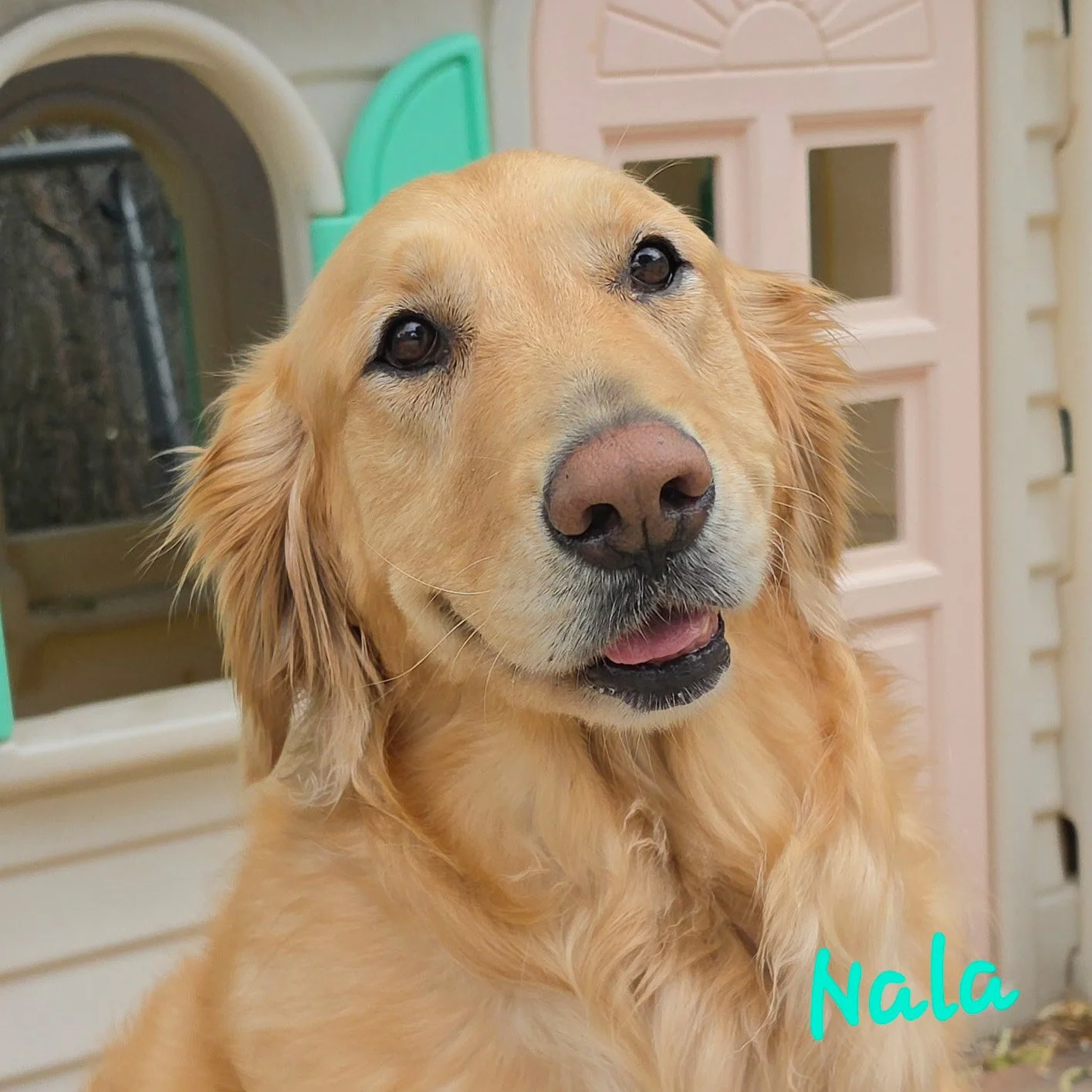 Nala