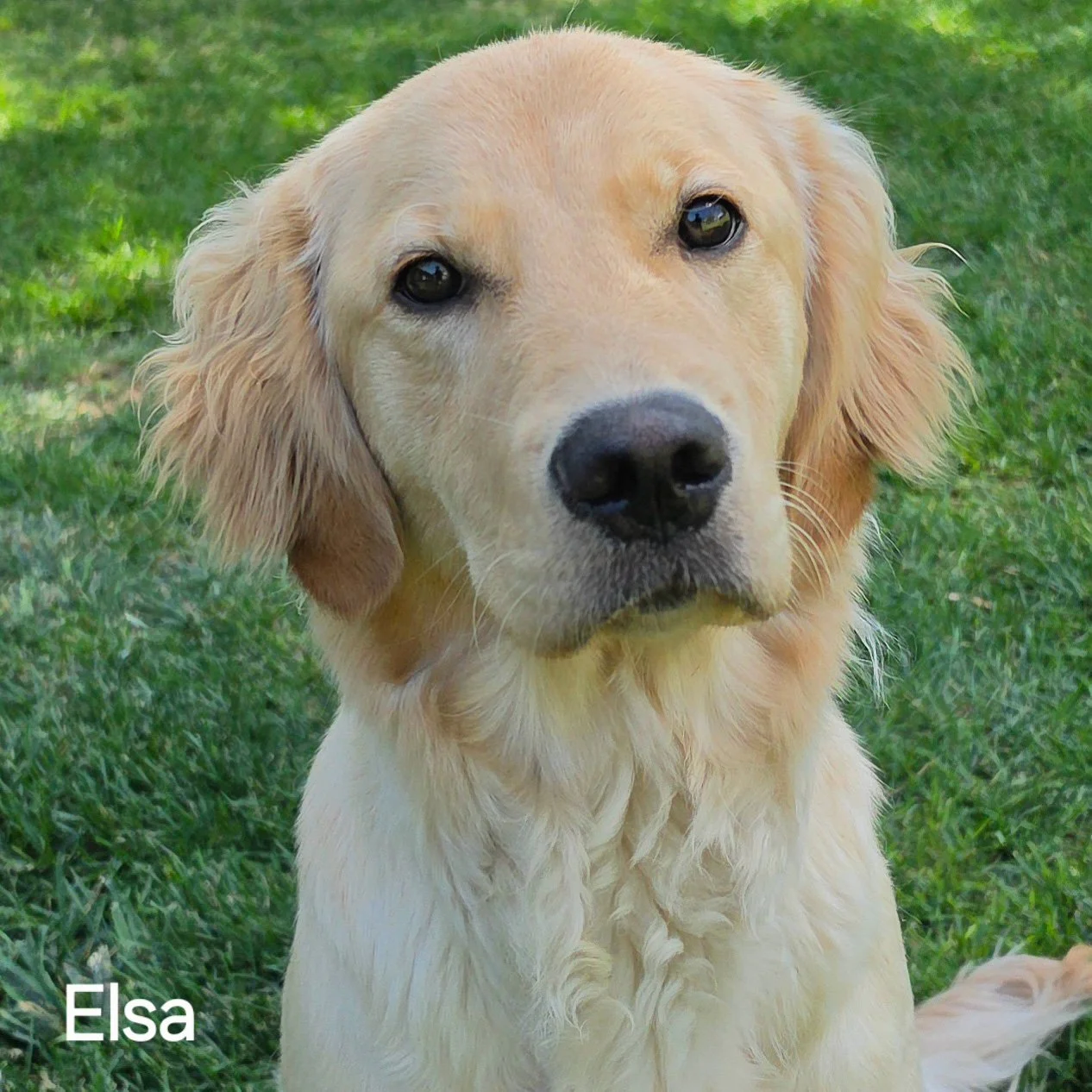 Elsa -- Adoption Pending