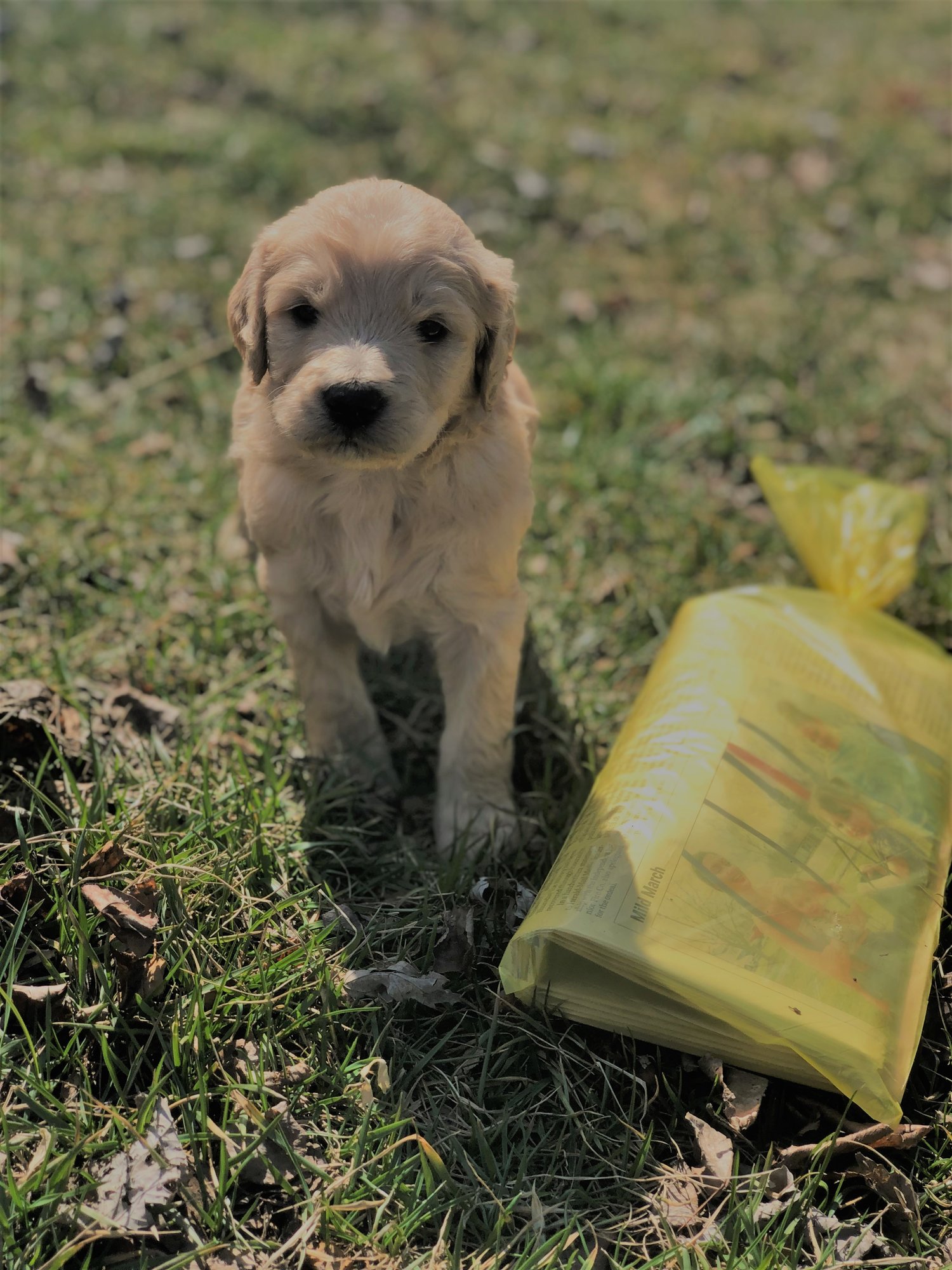 Goldendoodle Puppies For Sale in New Jersey/New York/Pennsylvania