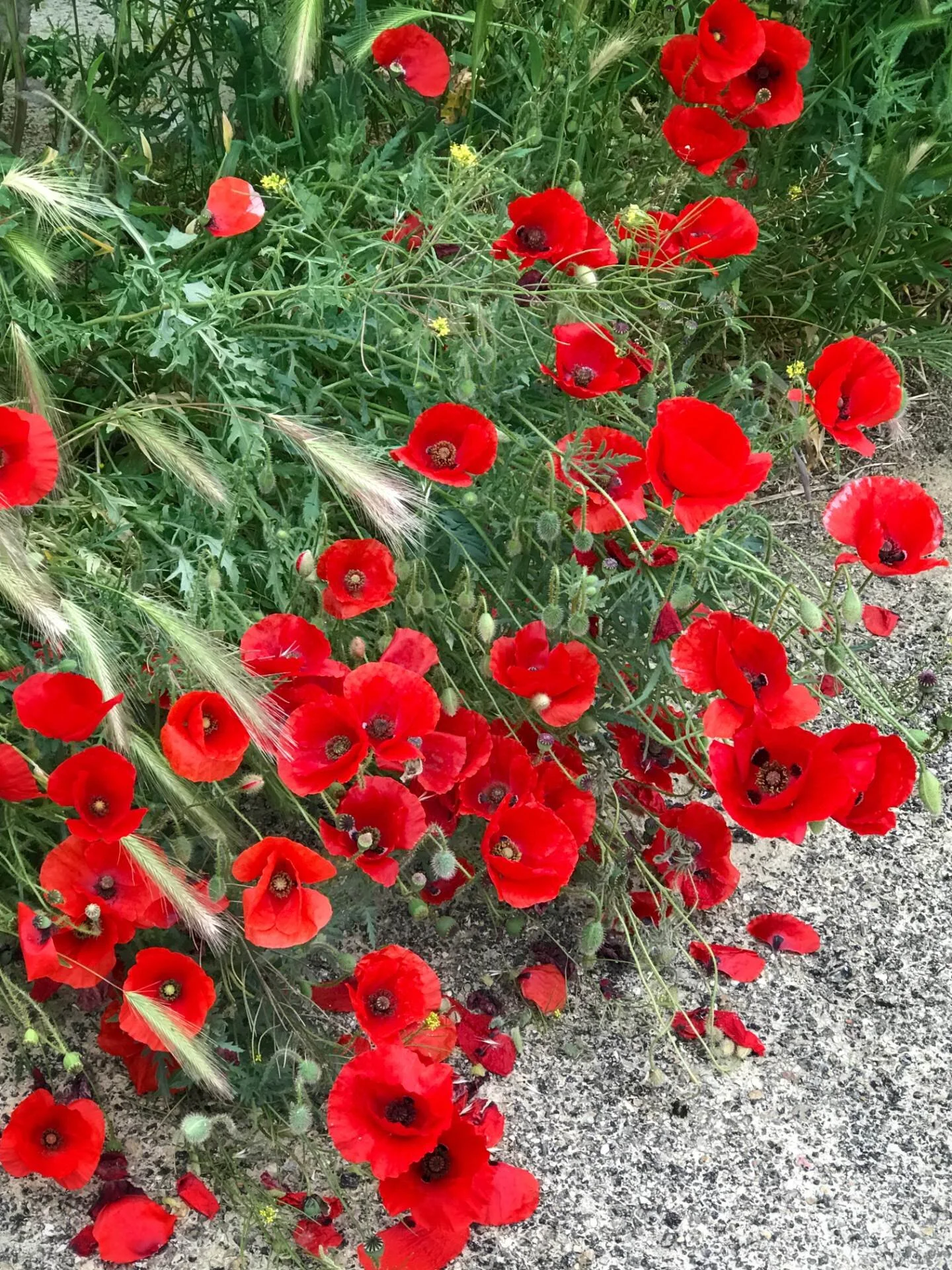 Camino-Castorjeriz-Boadilla-wild-poppies.jpg