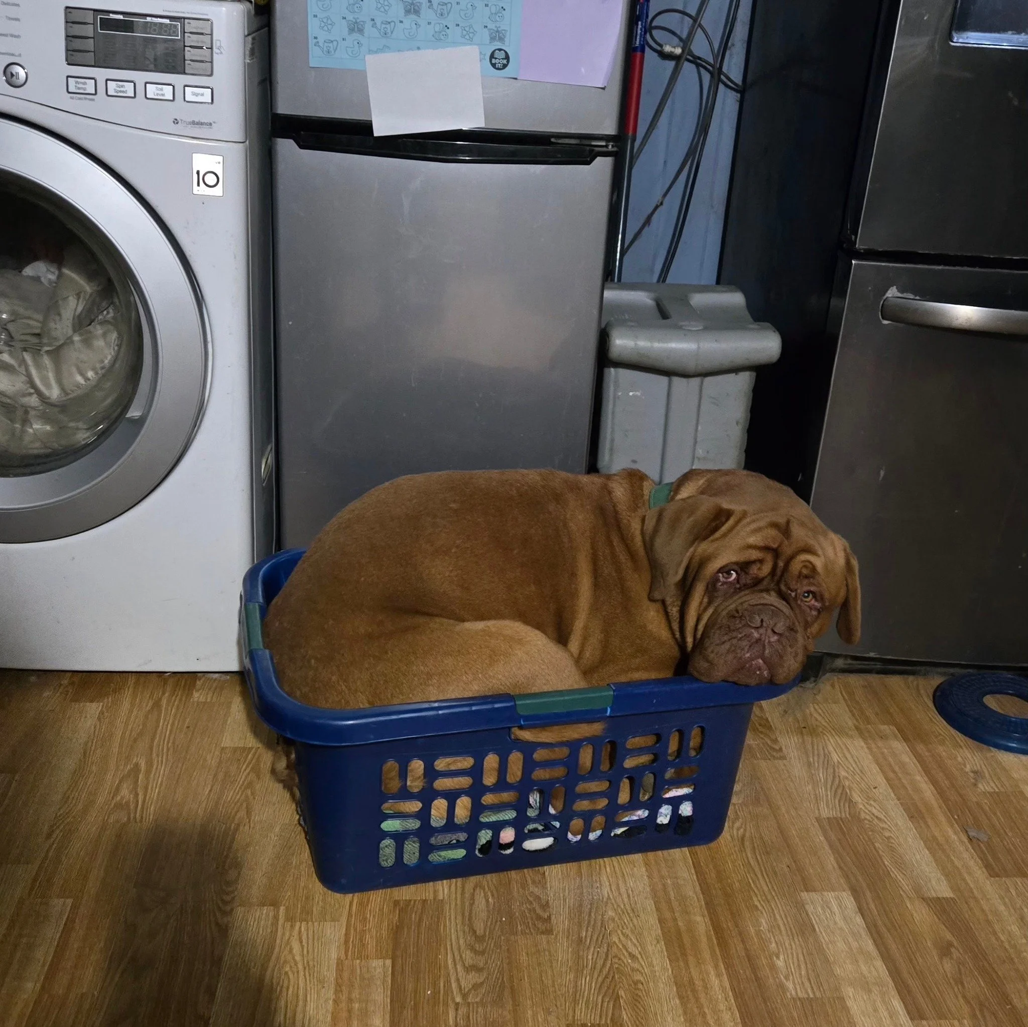 If it fits....kinda....it sits 🤣🤣🤣
