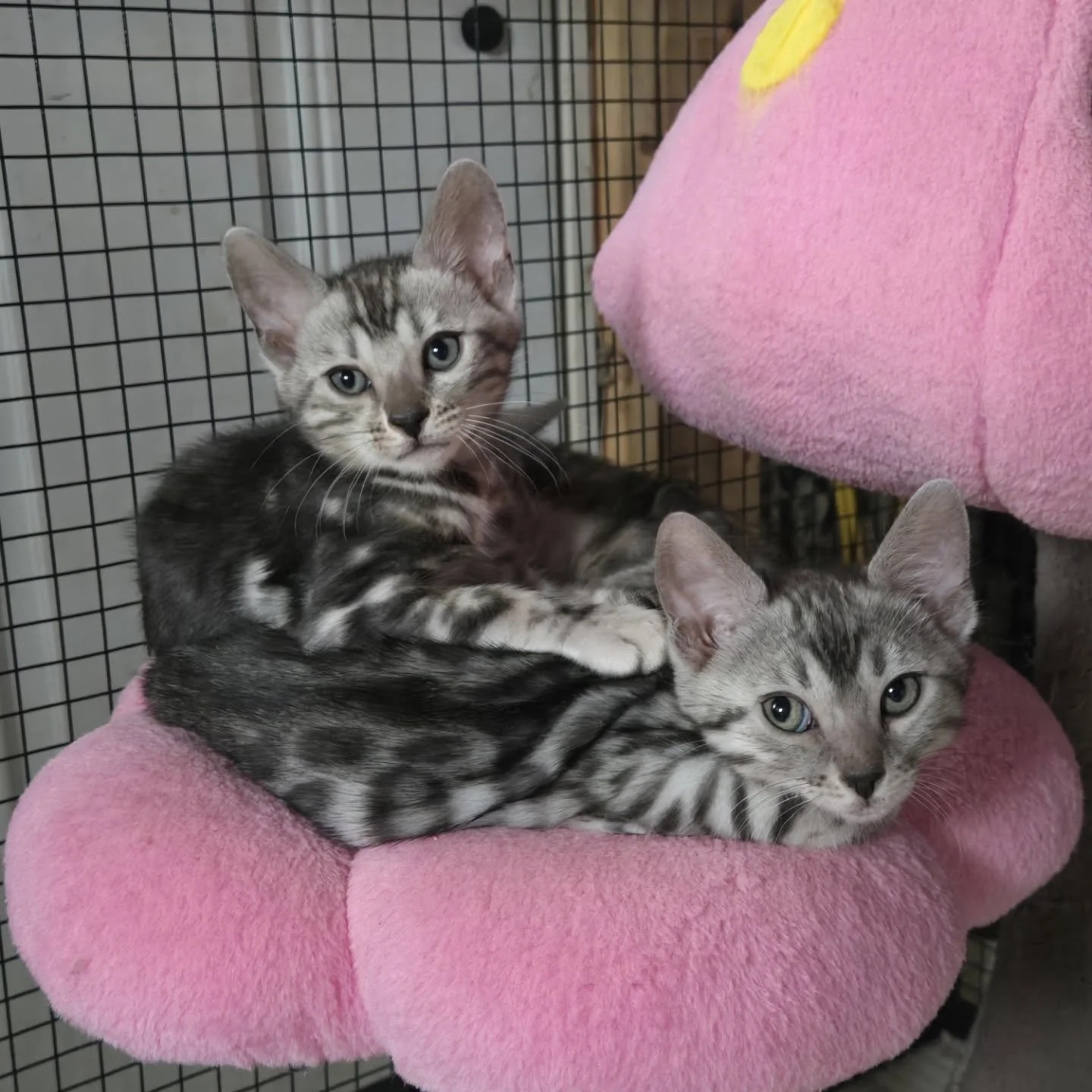 Cyrus (the marble) and Talin are so sweet together 💚 we are over the moon excited to know that they get to stay together. Not only do they get to stay together, but they will be going to a family that is near and dear to our hearts .  Doesn't get mu