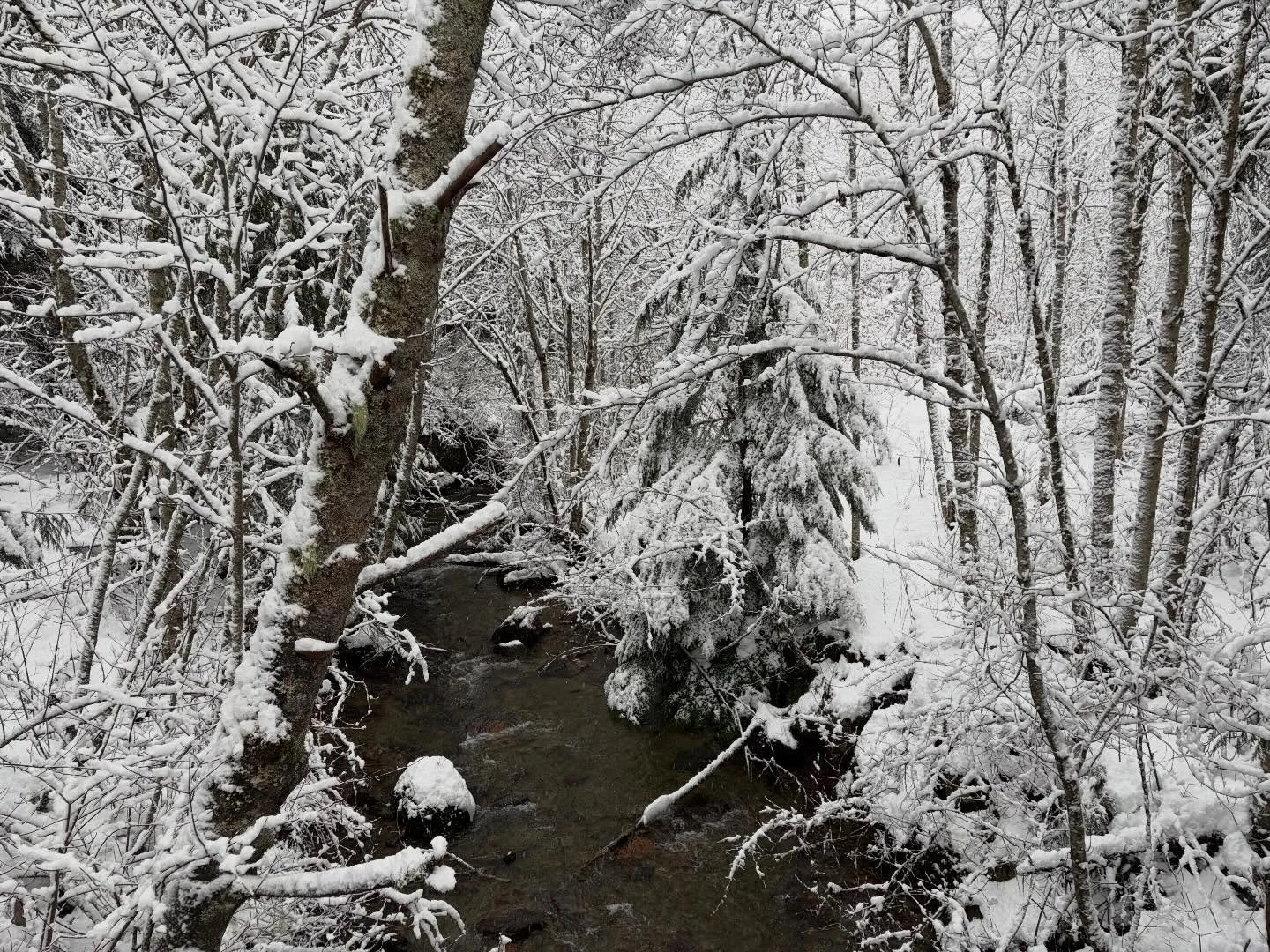 Fairytale ❄️
#beautifulbc #winterwonderland