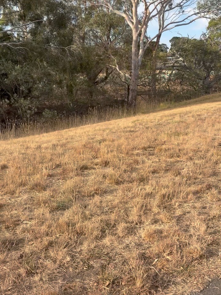 This lil guy is gaining speeeeed! 🚲🚲

#ishka #firstbikeride #lifeinaustralia