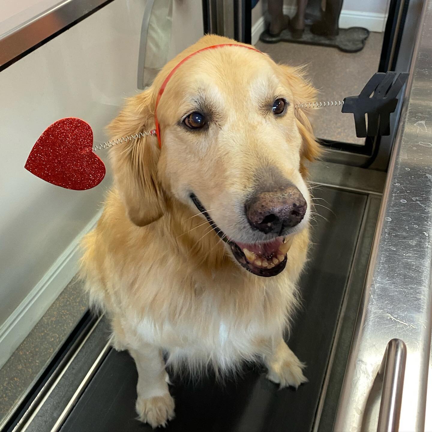 Happy National Golden Retriever Day from Xander in the under water treadmill!! 🥰