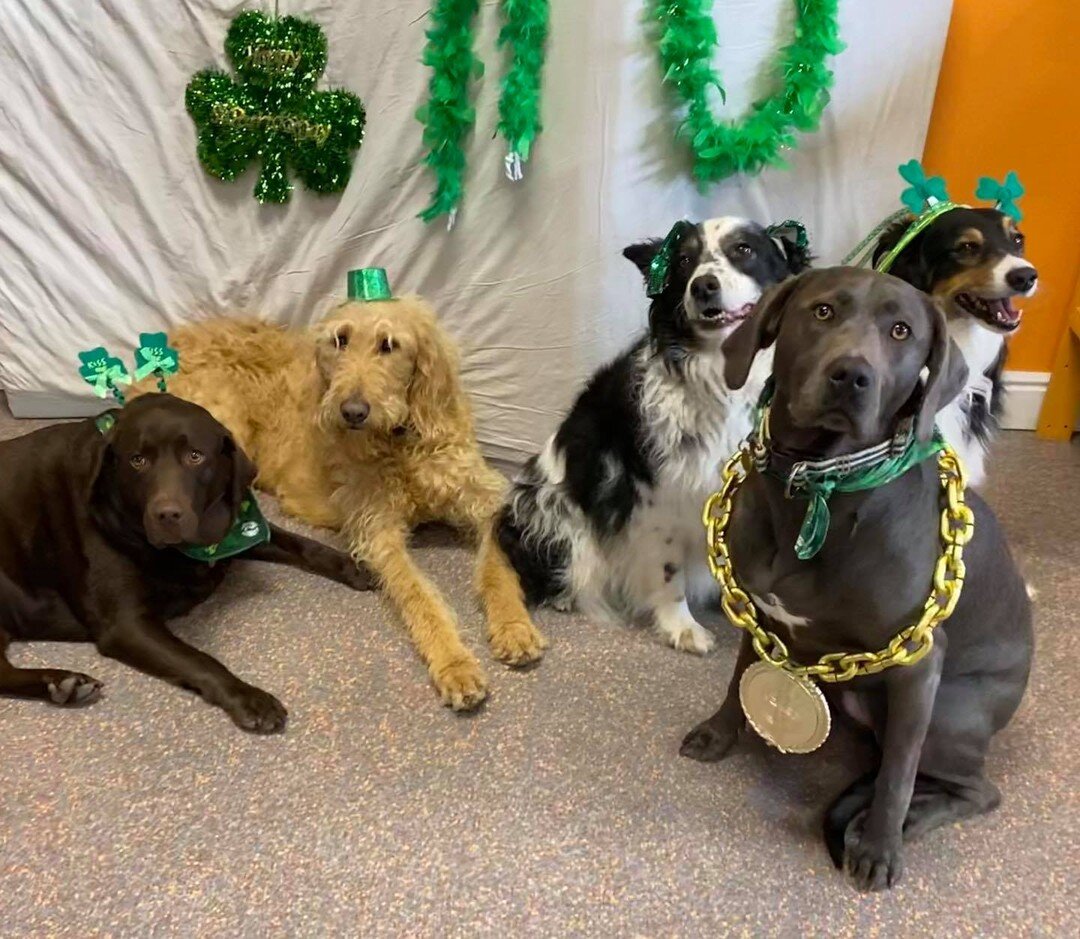 Happy St. Patrick&rsquo;s Day!! It was a fun filled day at Alta dog!