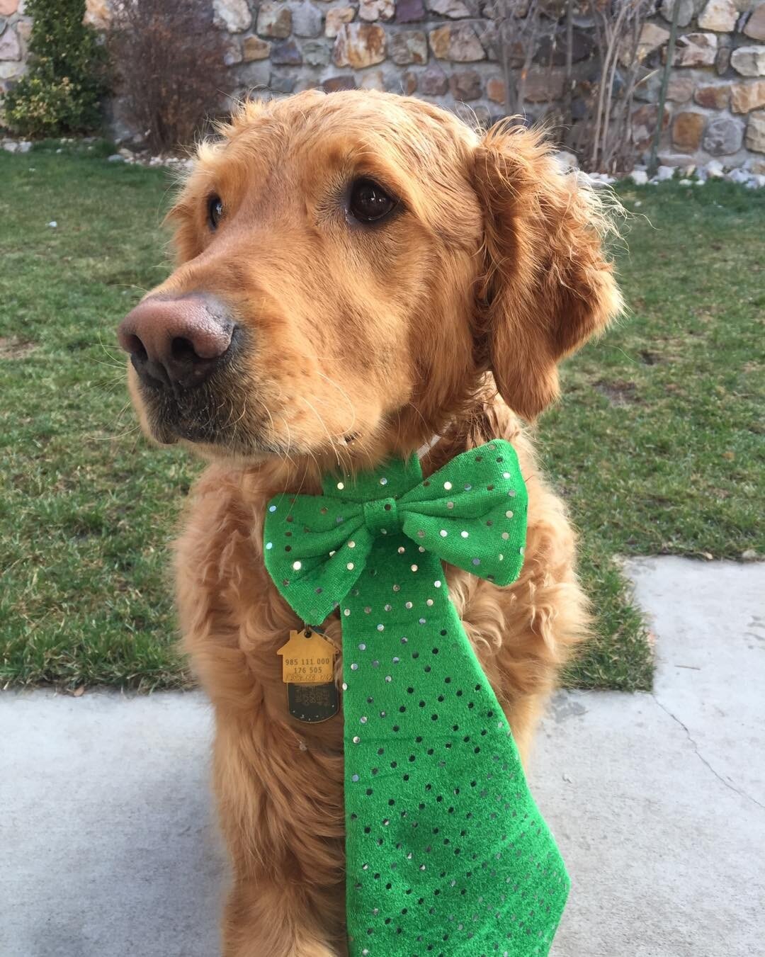 Just in from the Blarney Fields ...still celebrating with the Leprechauns!