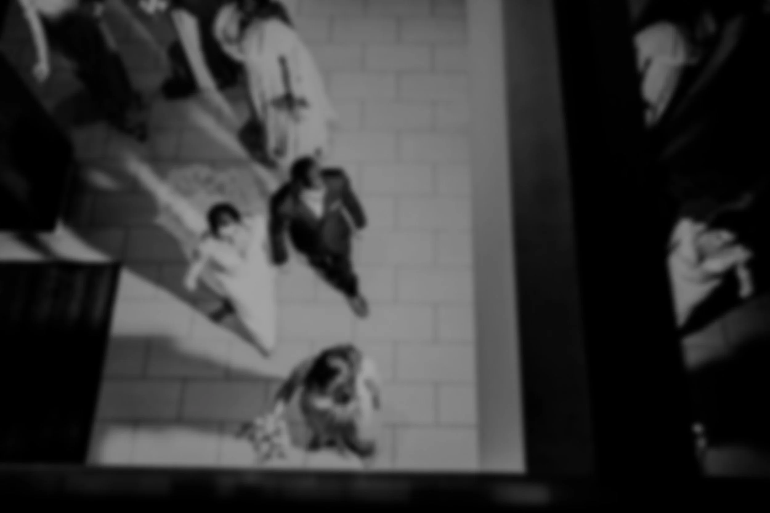 Black and white photo of a group of dogs sitting on a tiled floor next to a brick wall, with potted plants and furniture nearby.