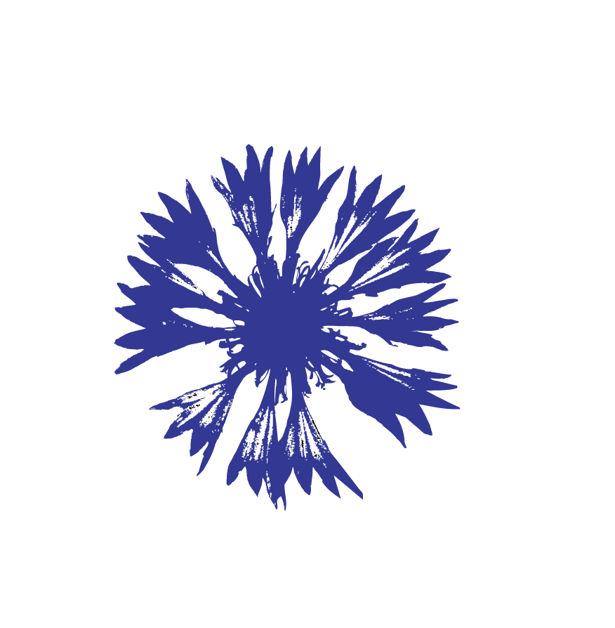 Stylized illustration of three pansy flowers in blue on a black background.