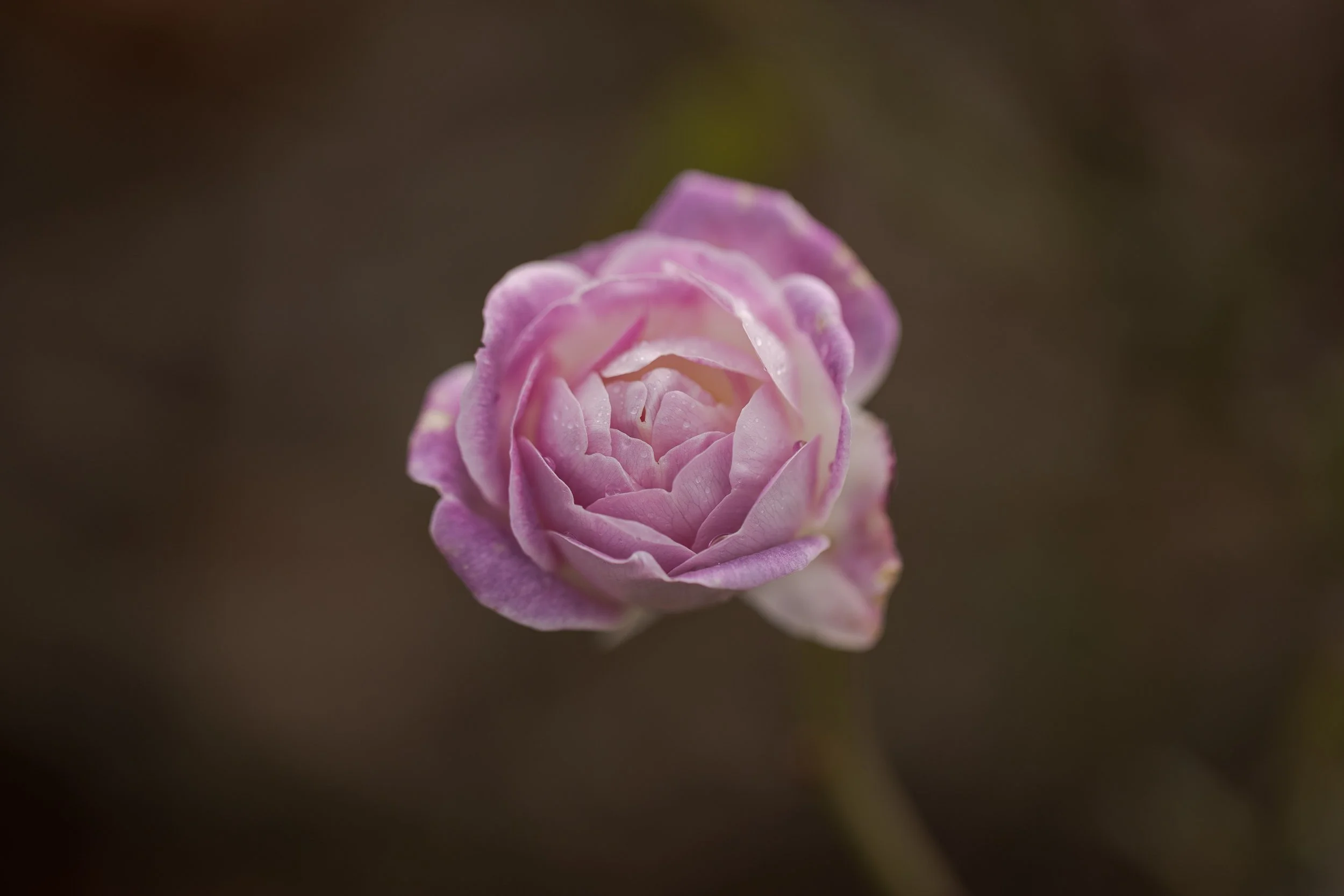 Flowers-15.jpg