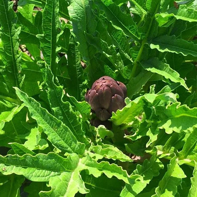 Woke up to this beauty at #bustanafarm looking forward to see these artichokes grow π·