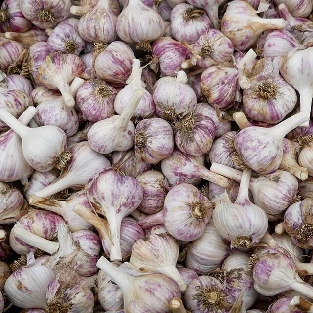 Raise your hand if you are a forever fan ππ»‍βοΈ... anyone here has a recipe of a great traditional toum Ω
Ψ«ΩΩ
Ψ© garlic paste? π§ππ»π§#bustanafarm