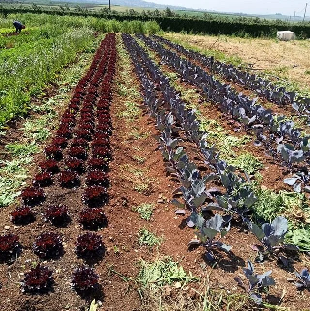 #bustanafarm