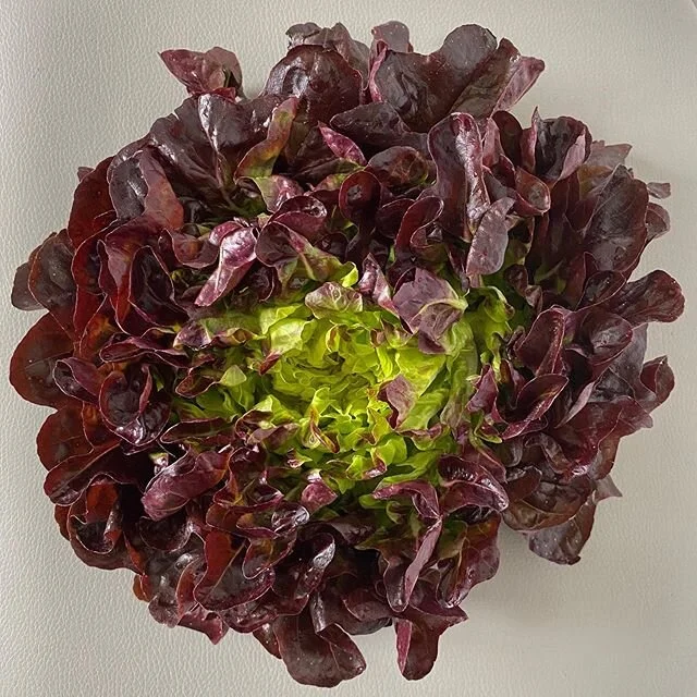 Do you know what makes this salanova lettuce unique? Other than it looks like a flower, it has an increase in flavor that when you taste this lettuce you will fall in love! After rinsing remove the bottom head and all the leaves will be ready instant