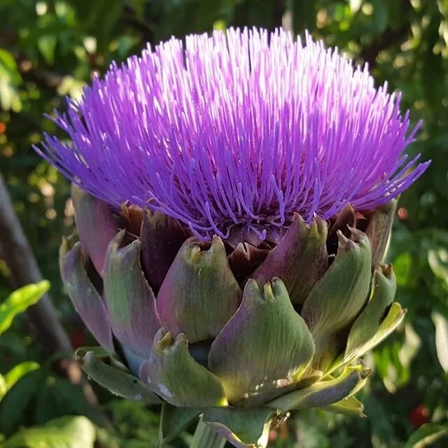 This is how an artichoke looks like if you let it bloom... and the bees love them too #bustanafarm πΈπ make sure you put the artichokes in salt water before you cook/store them so as to get rid of insects