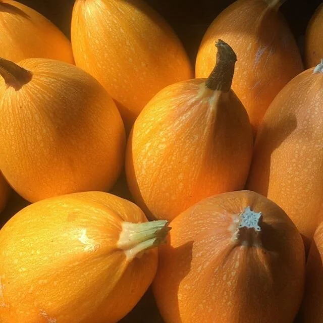Coming this week in #bustanafarm boxes... Spaghetti Squash named for its yellow-gold spaghetti-like strands of flesh. Organic Spaghetti Squash is a smooth, yellow watermelon-shaped squash. Unlike summer squash (which is picked when immature and skin