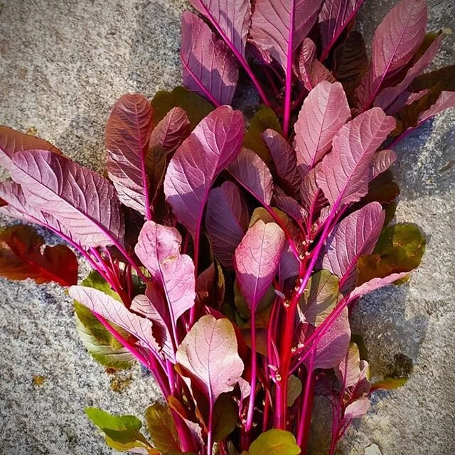 Red amaranth from #bustanafarm and here is a recipe:
Ingredients
- [ ] 1 pound red amaranth, leaves removed from the stem
- [ ] 6 garlic cloves, minced or smashed
- [ ] 2 tablespoons olive oil
- [ ] 1 teaspoon crushed red pepper
- [ ] Salt to taste

