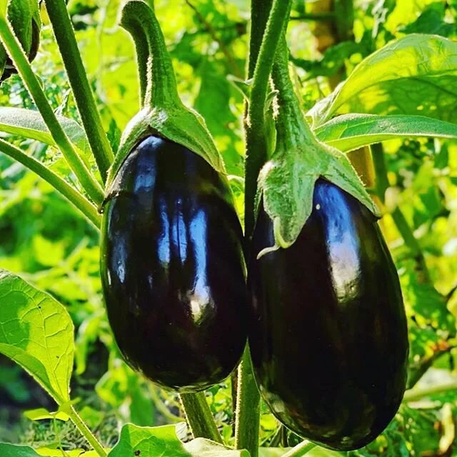 Organic, soft, tender flesh and glossy purple skin of eggplants from #bustanafarm, you can grill them, fry them, make a Palestinian fatteh or a moutabal (smoky eggplant dip), moussaka, rollatini or a Baba Ghanoush, lasagne, mnazalleh, pasta, curries