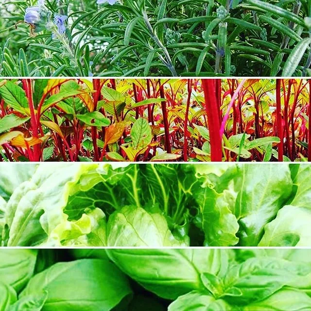 Rosemary, red amaranth, lettuce and basil all from #bustanafarm πΏπ±π₯¬ππ