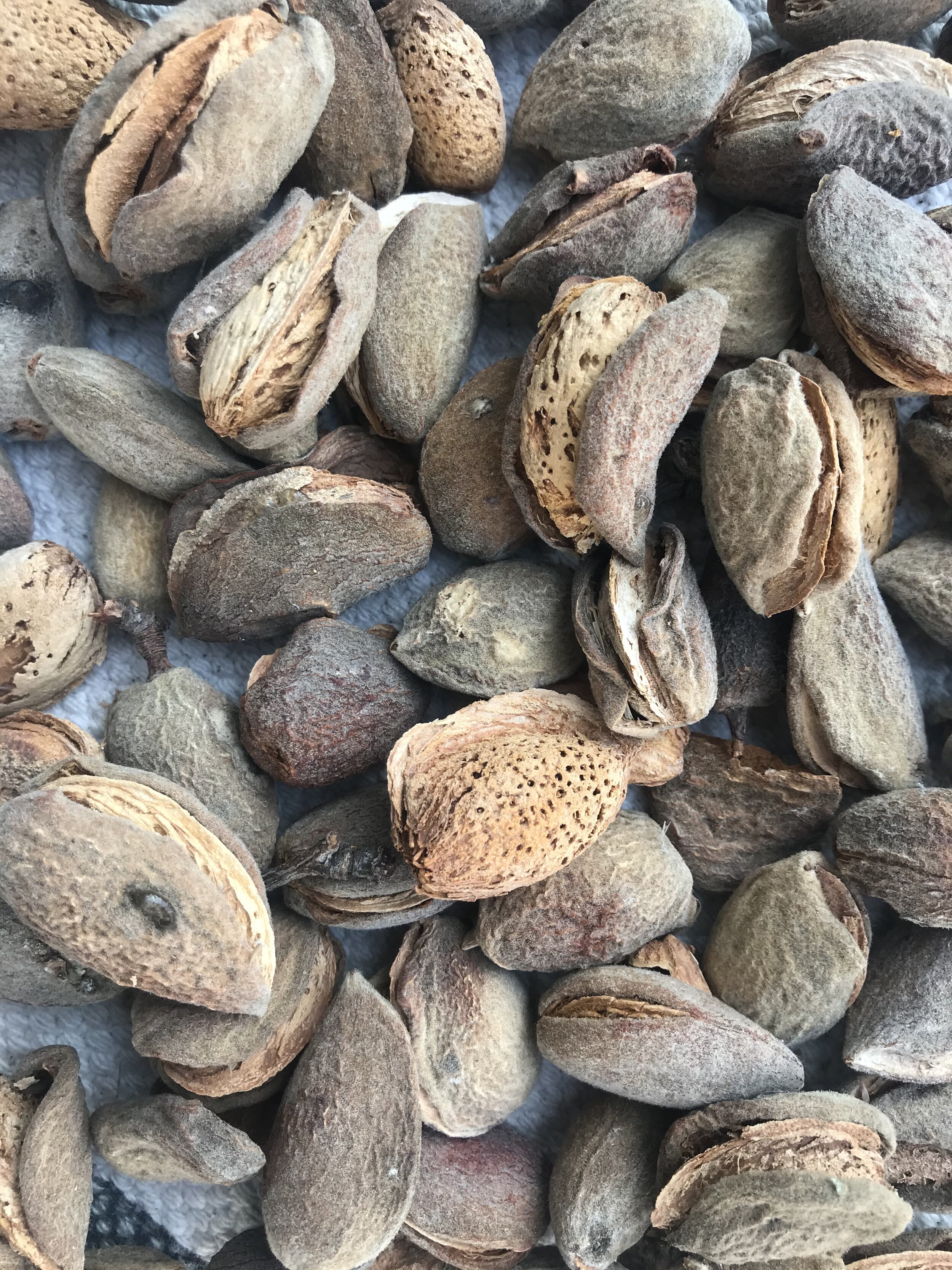 Organic Almonds in Hulls and Shells (5kg pack)