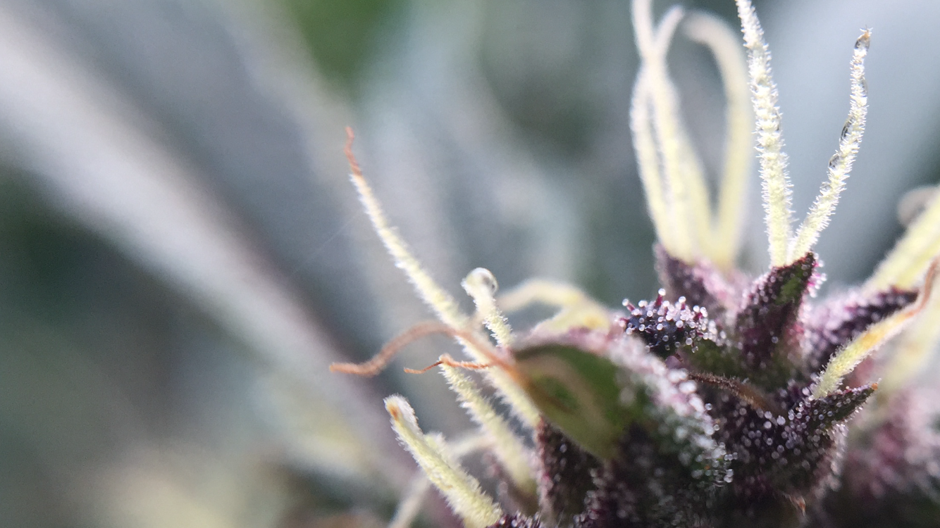  wiscannabis hemp flower - Abacus 