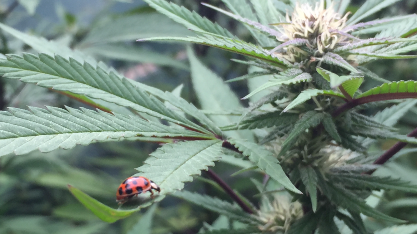  wiscannabis security guard on duty 