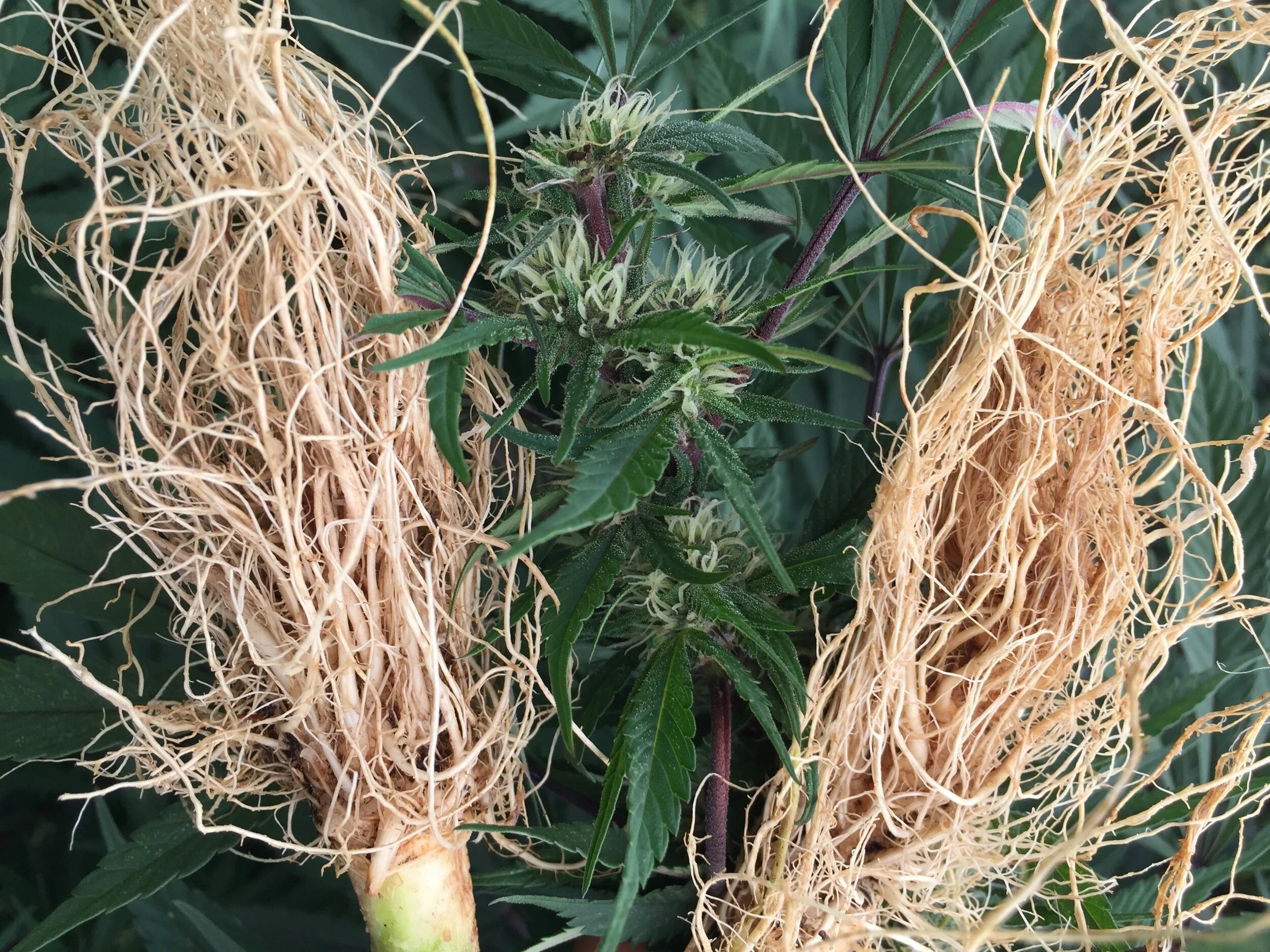  wiscannabis hemp flower and cleaned roots 