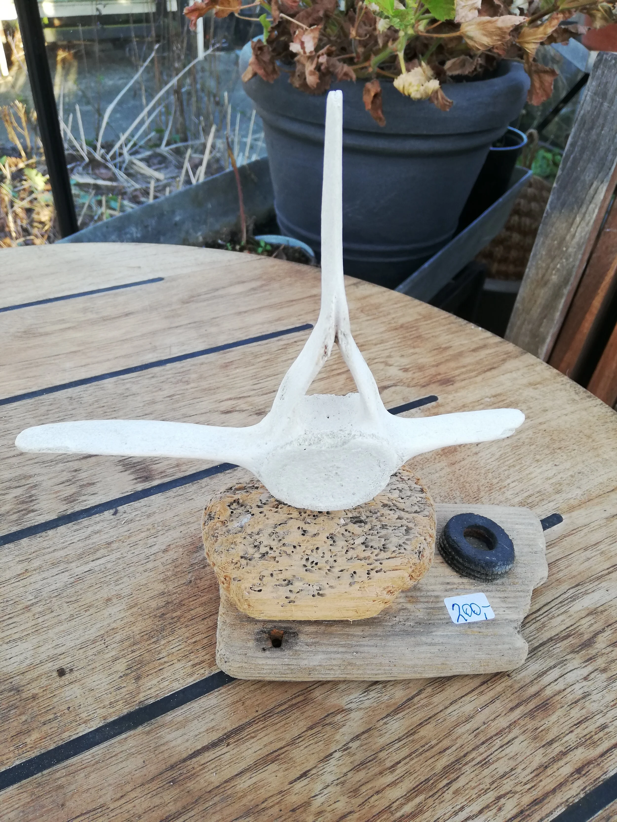 Vare nr. 55 - Drivtømmer og knogle fra marsvin eller sæl - H 20 cm B 8 cm L 22 cm