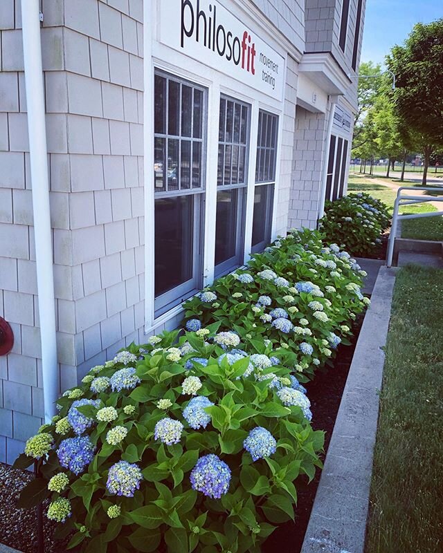 &ldquo;And the time came when the risk to remain tight in a bud was more painful than the risk it took to blossom.&rdquo; - Anais Nin

For 8 Summer&rsquo;s we&rsquo;ve loved watching our hydrangeas bloom from inside the studio. Sadly this year is one