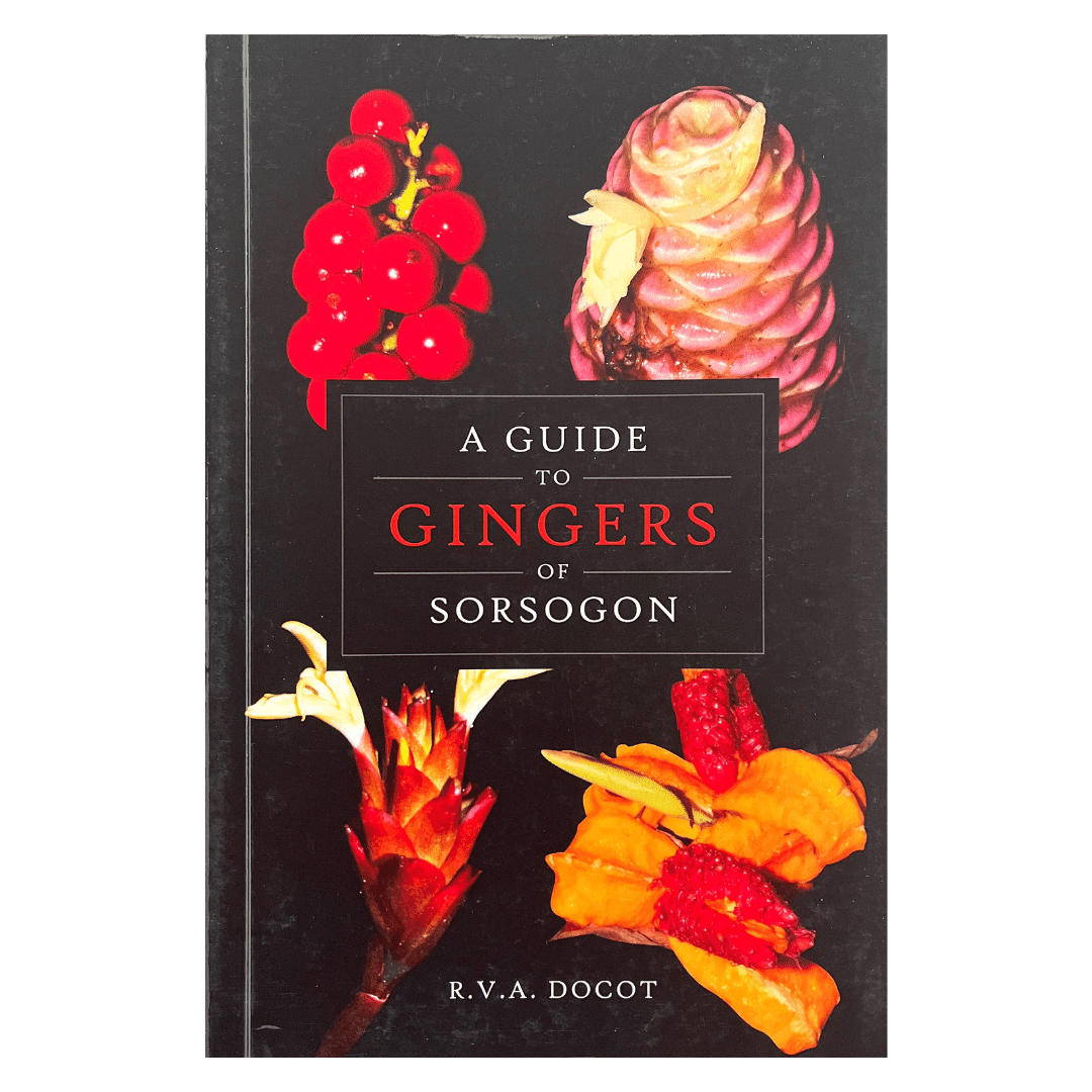 A Guide to Gingers of Sorsogon by R. V. A. Docot — Filipino Food Crawl