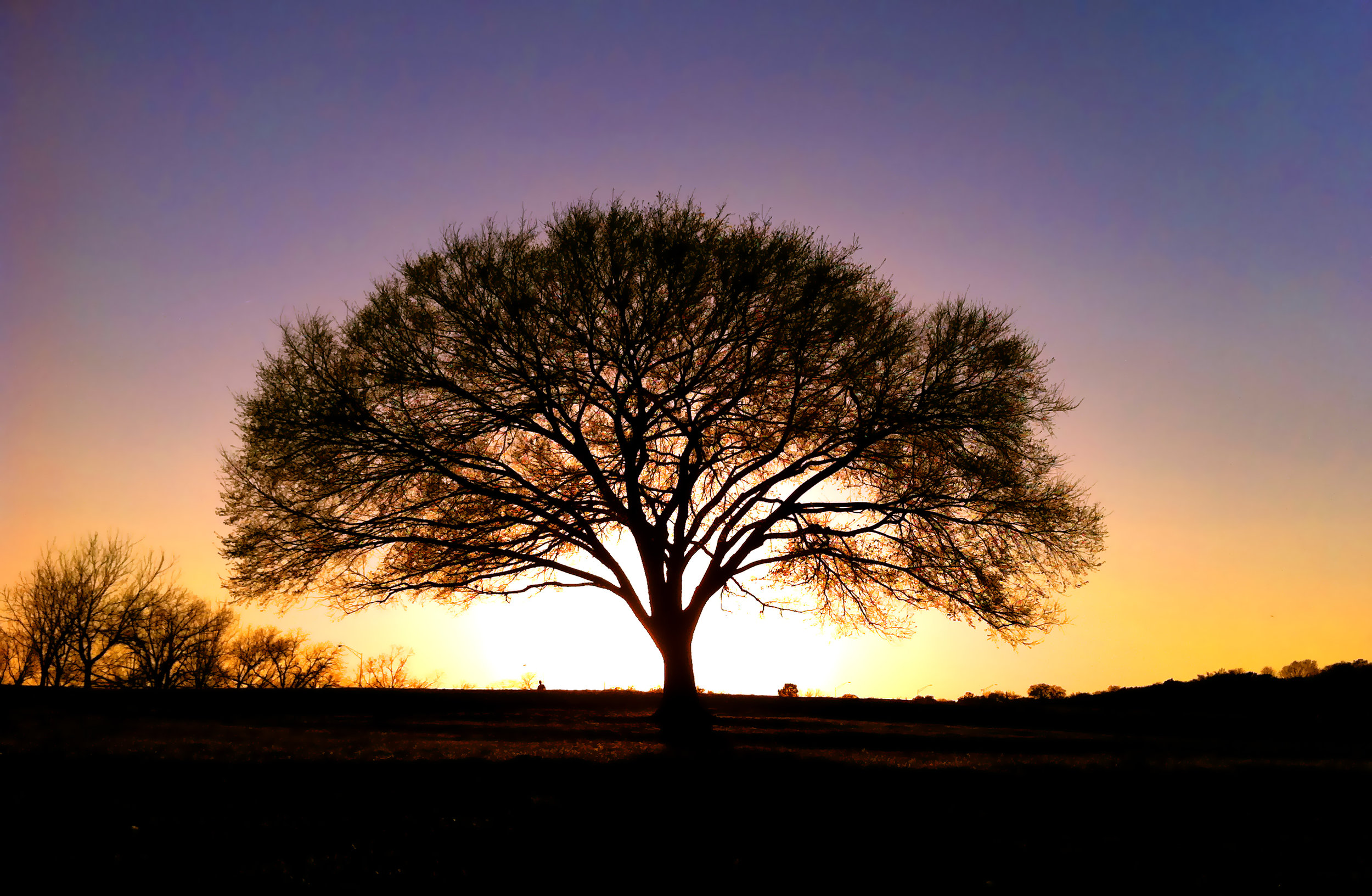 03.17.11 - Zilker Park Sunset Tree (1).jpg