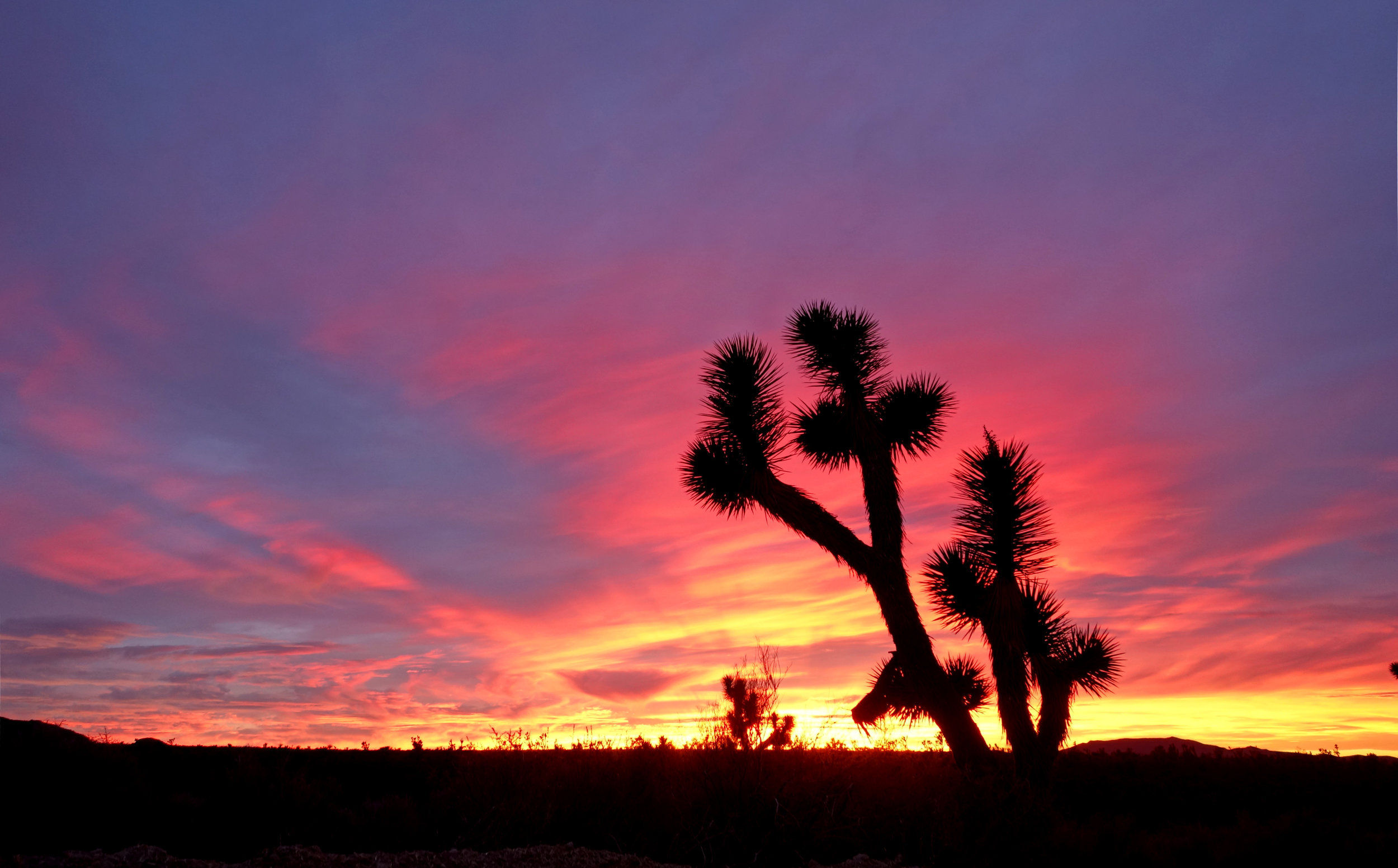01.29.14 - Arizona Sunset Joshua Tree (1).jpg
