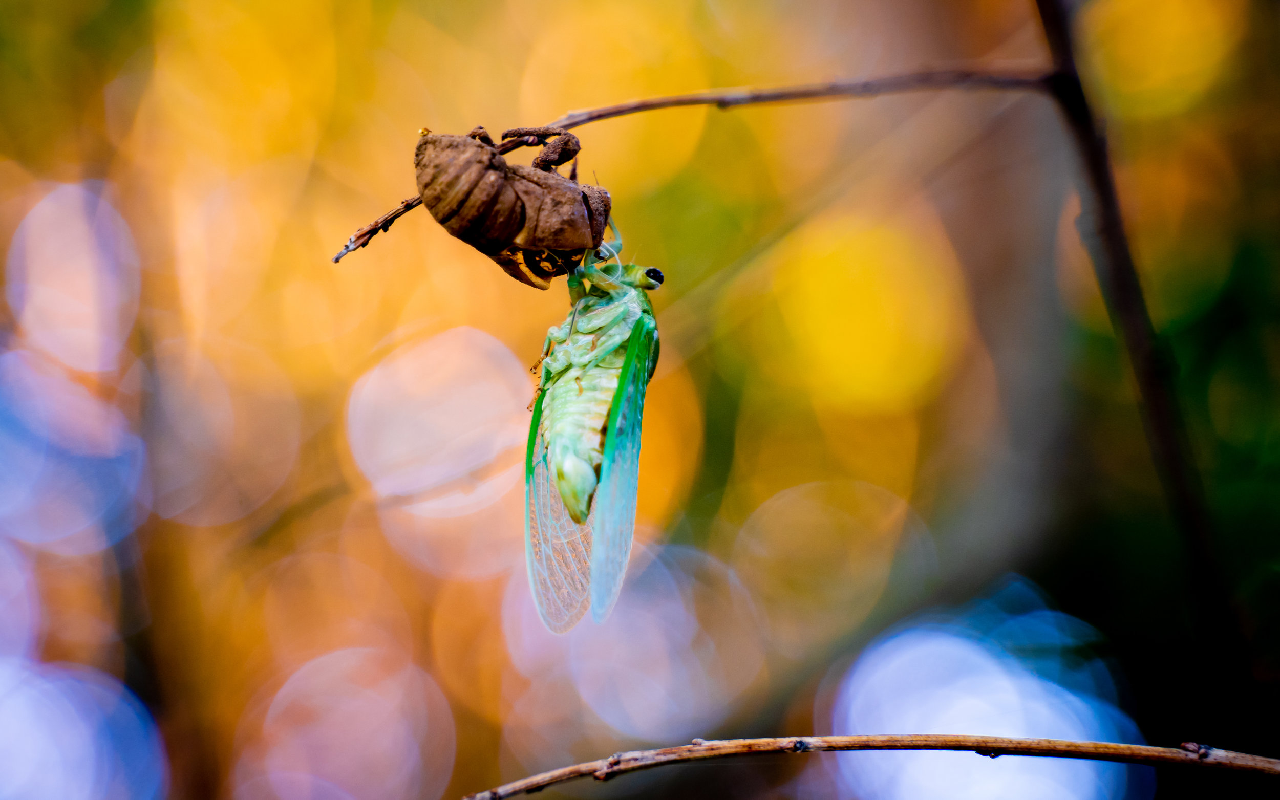 06.19.19 - Cicada Backyard-99.jpg