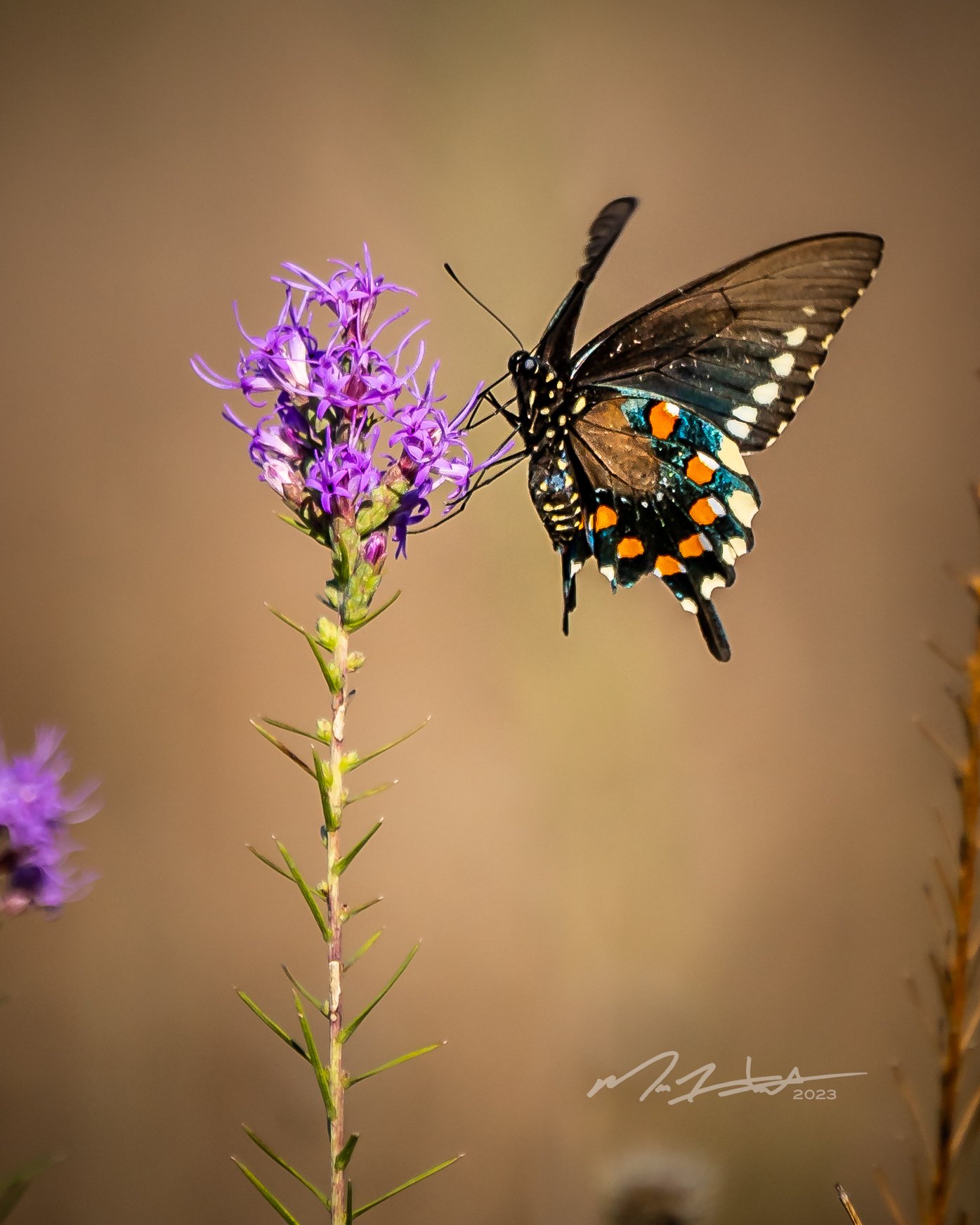 10.08.23 - Berry Springs Park - Butterflies-107.jpg