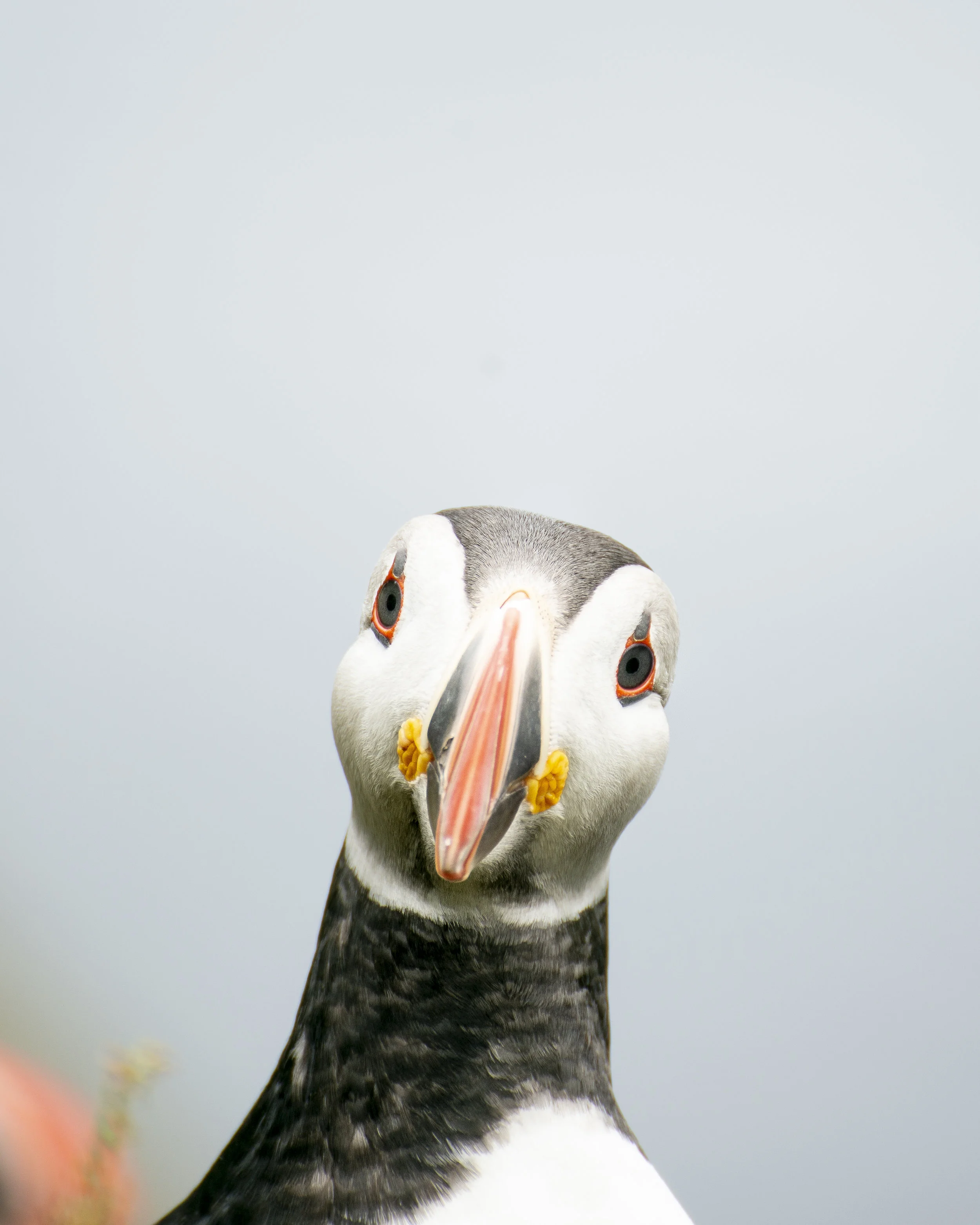 A curious bird spotted in the harbor. Photo taken by Cat Beck.
