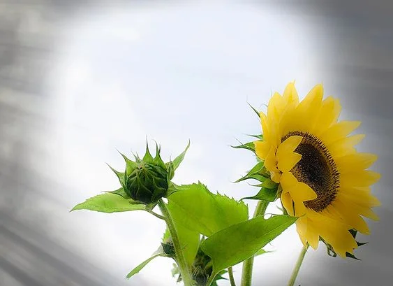 9ff0f3dc9a3cbb7bac14c37d4d52004e.jpg
