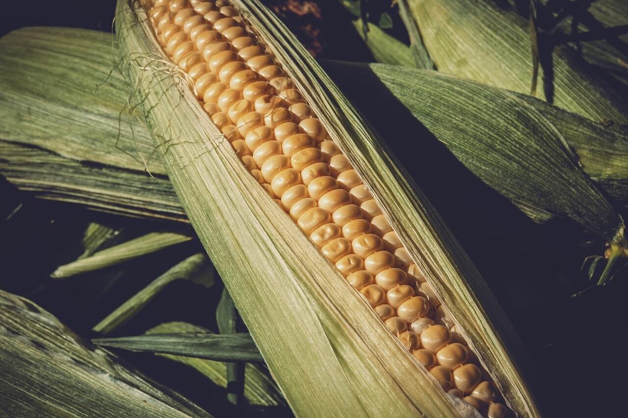 farming_sweet_corn_mazatlan.jpg