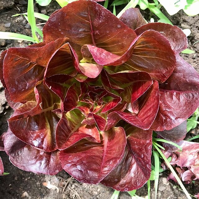 Gorgeous Flower? Or Truches, butter leaf lettuce, chartreuse to magenta.