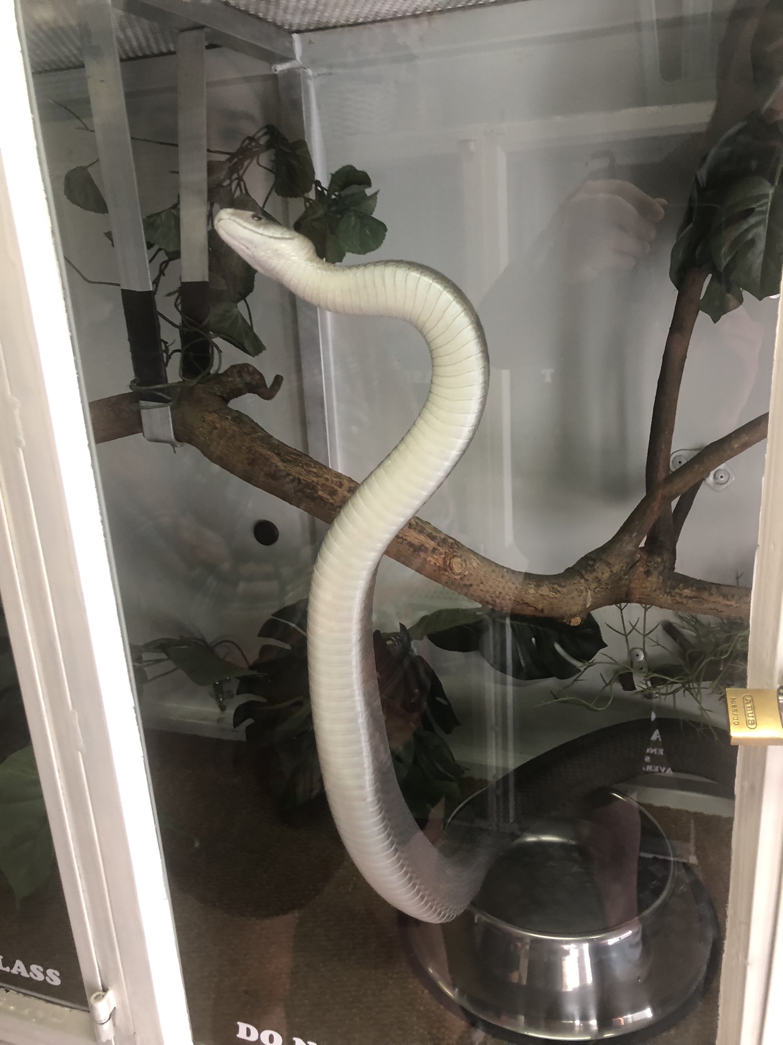  Beautiful Black Mamba. Hopefully this is the last one I see on my travels.  