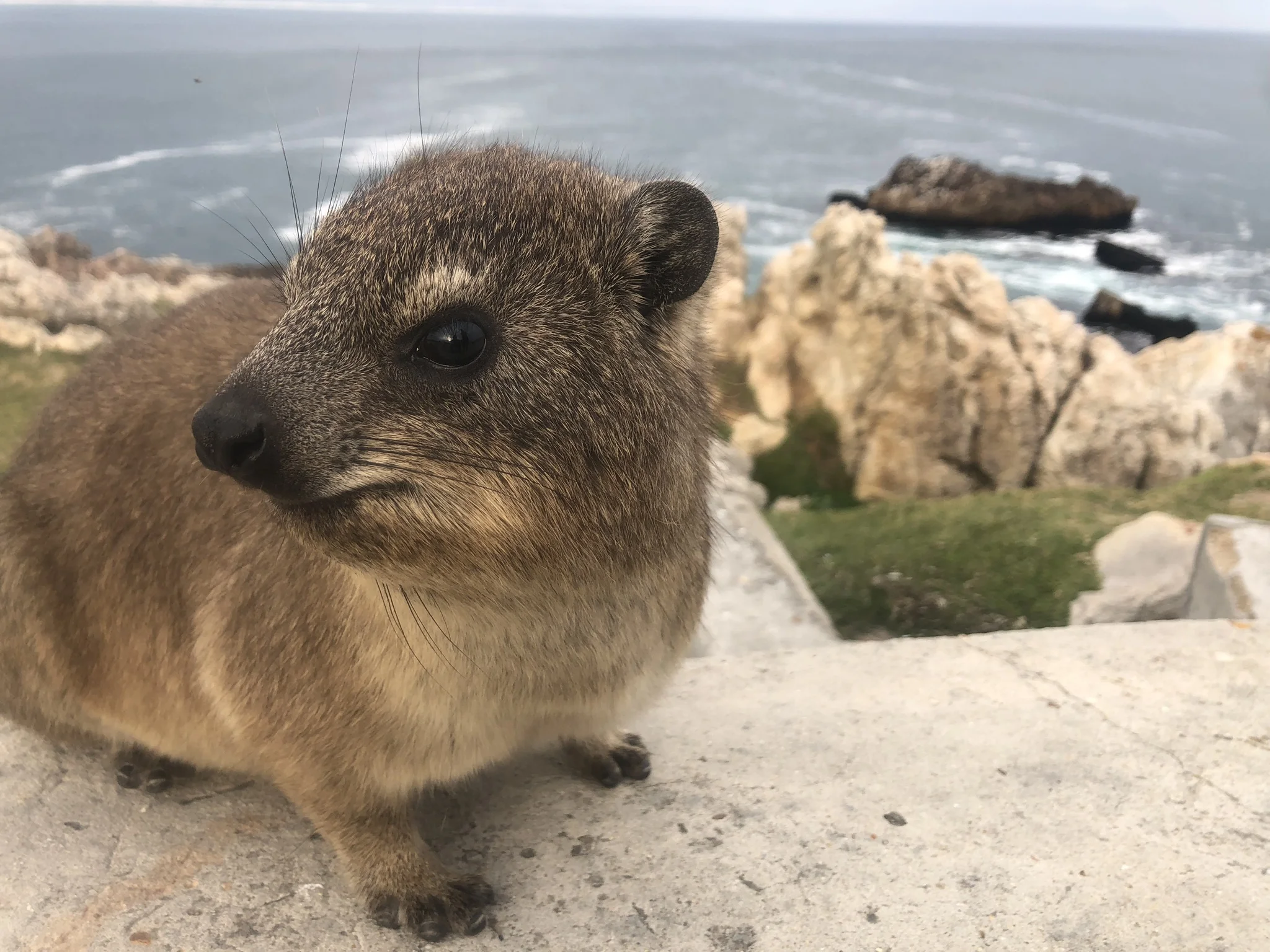  Cute little Rock Dassie in Hermanus 