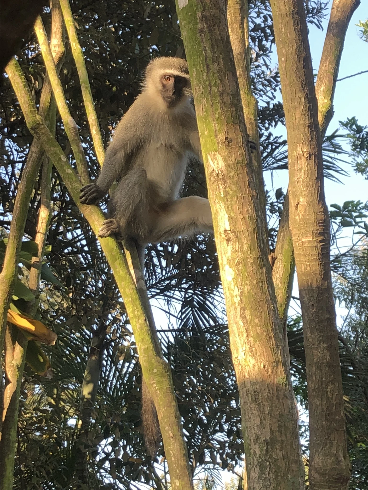  Durban campground monkey. This guy lived up to the cliche. He stole our bananas 