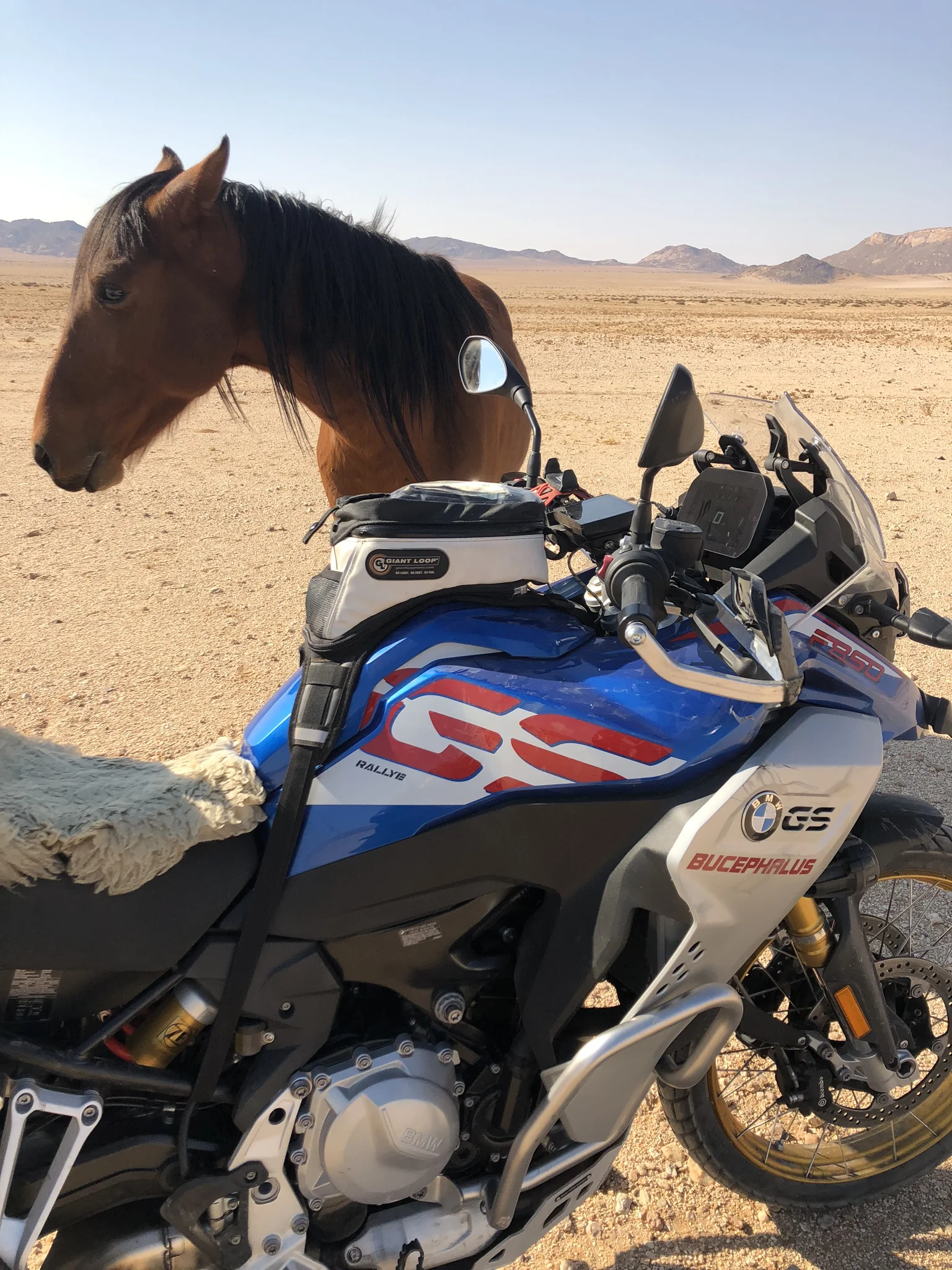  This wild Namib horse blatantly breaks the restricted Sperrgebiet law 