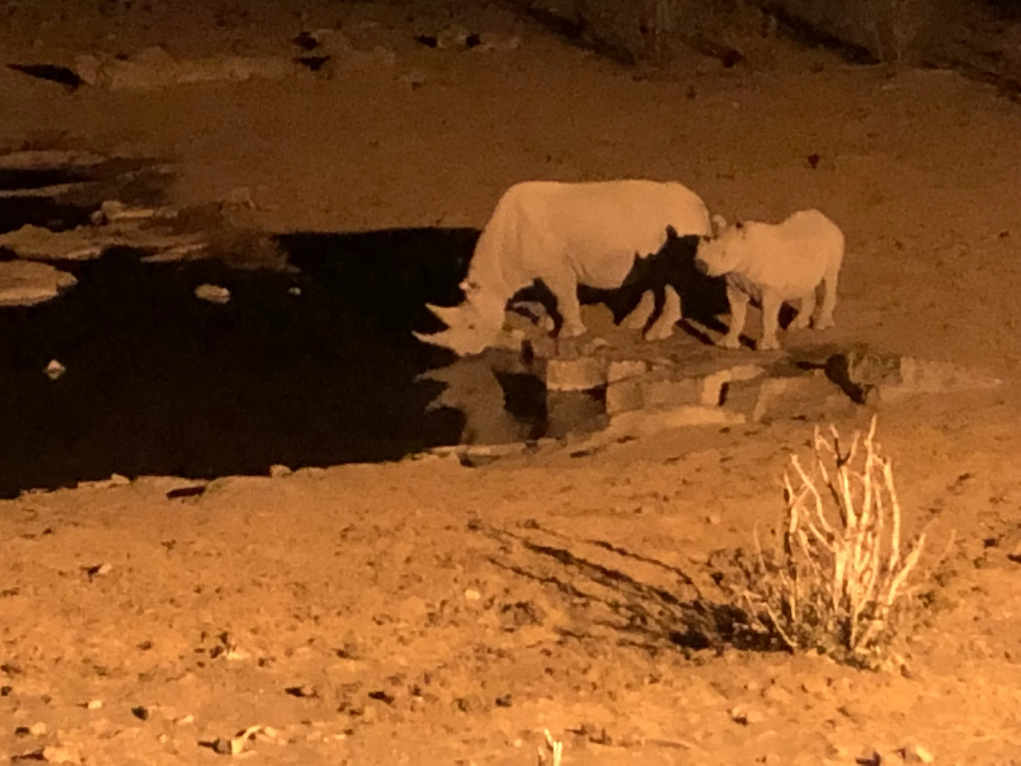  Mother and child Rhino at night water hole 