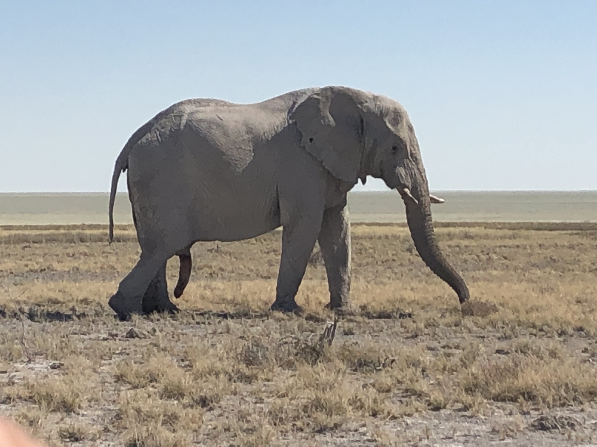  Huge Elephant cock, which is also the name of my punk band 