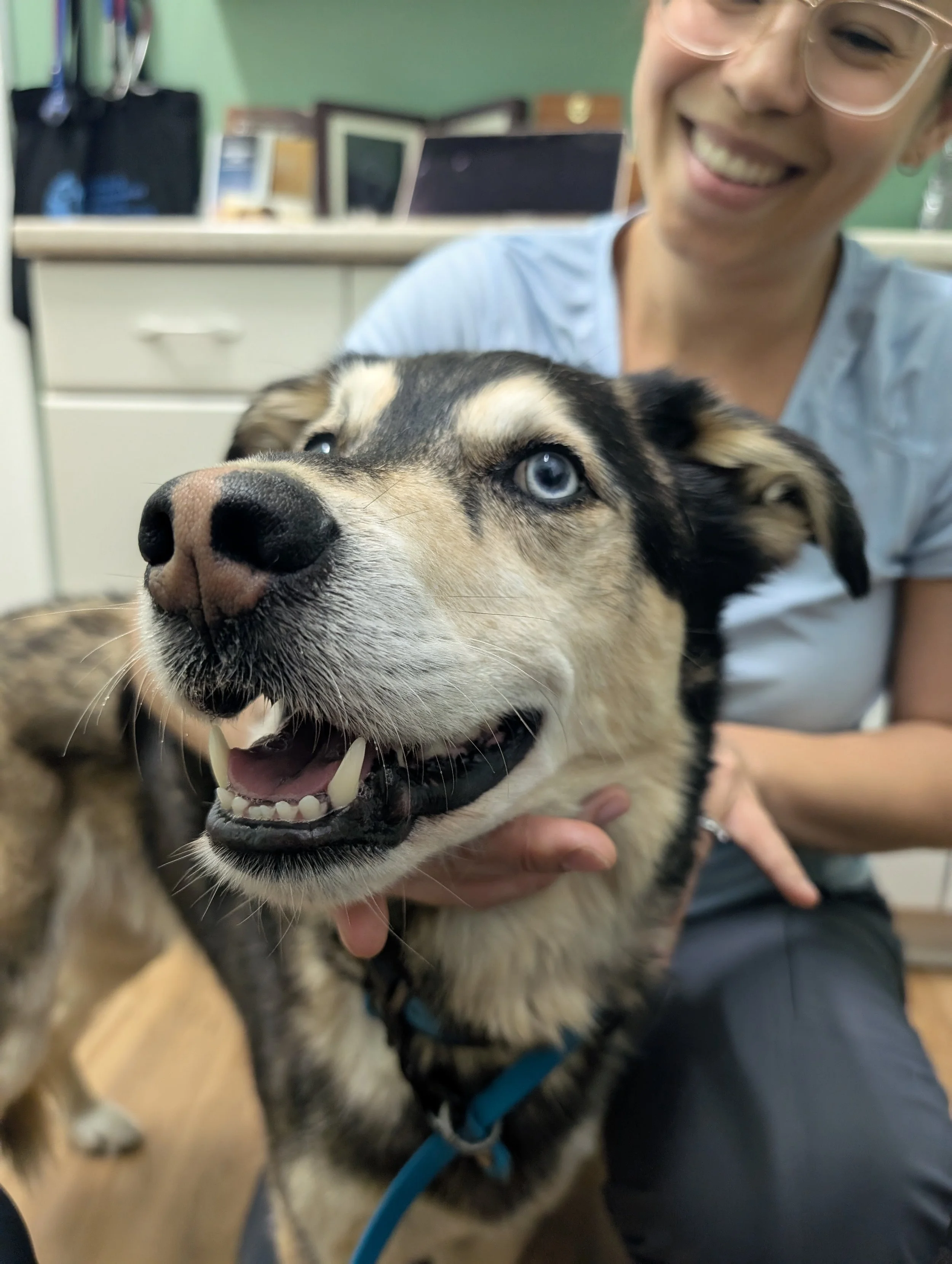 muscle and body work for your pet, manual therapy, soft tissue therapy