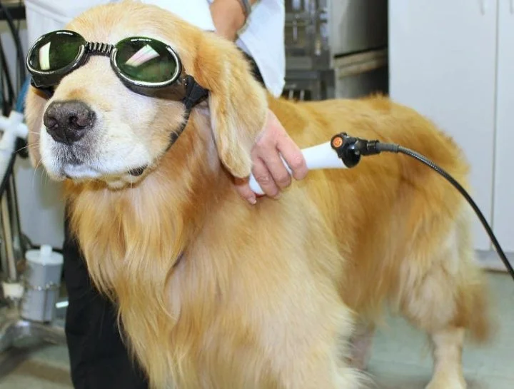 laser therapy for your pet