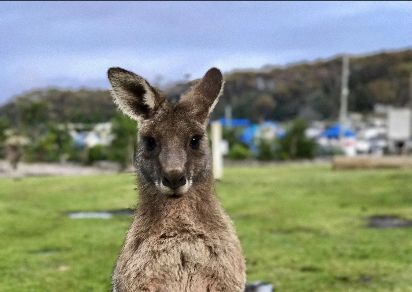 aussie
