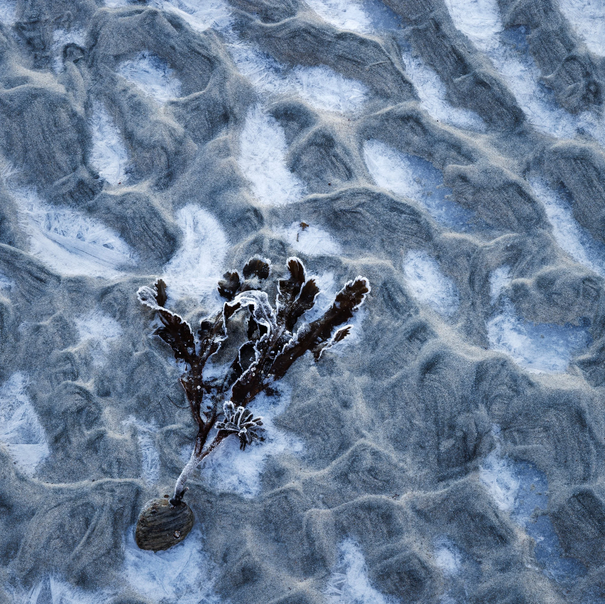 Frossen strand-1.jpg
