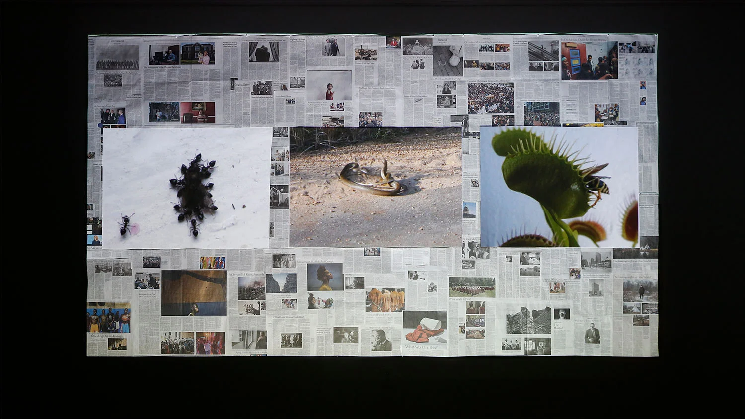 02_cold-blooded_video_installation.jpg
