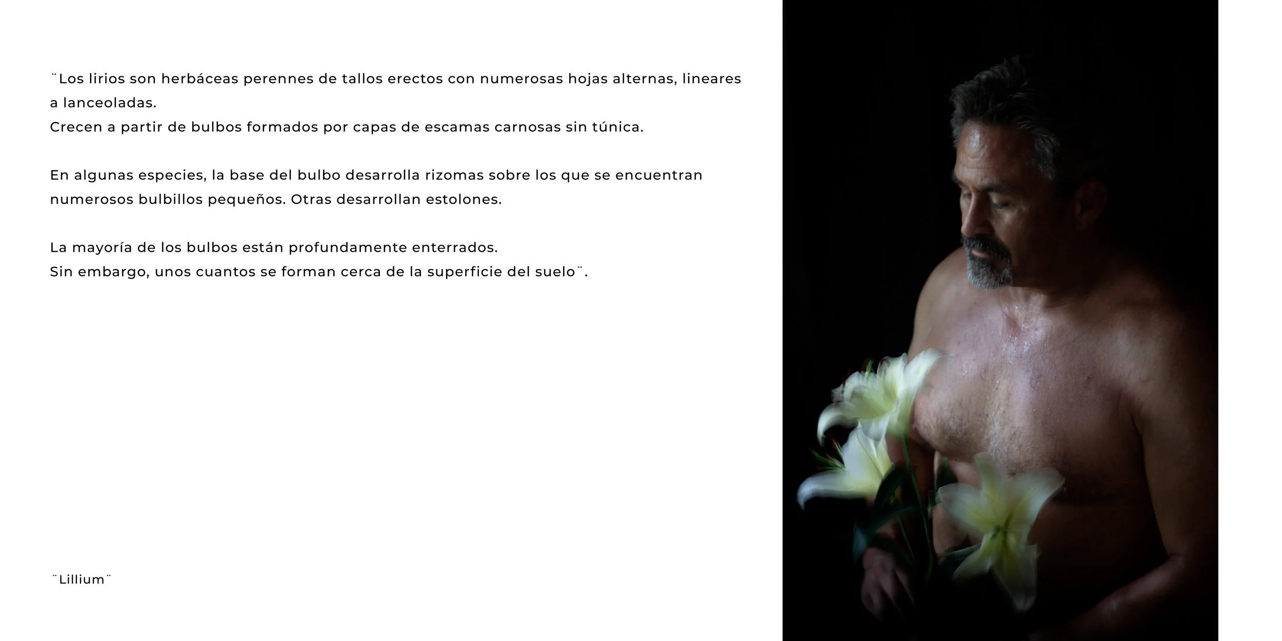SIN+TÍTULO+-+LILLIUM.jpeg